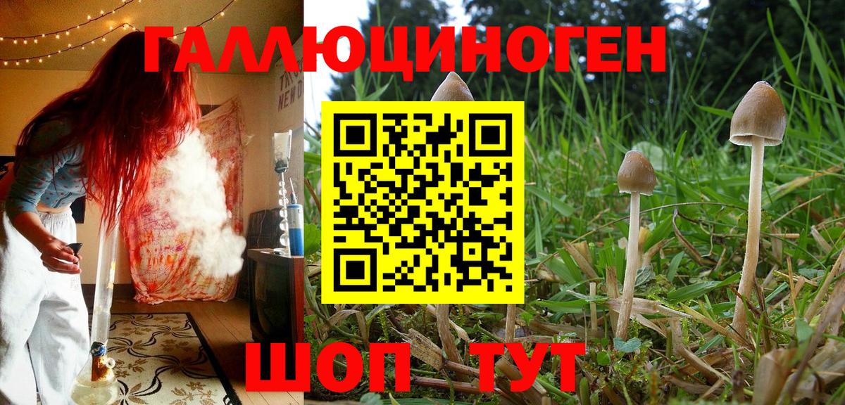Галлюциногенные грибы Psilocybe Барнаул